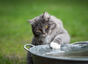 10 пород кошек, которые любят воду (с иллюстрациями)