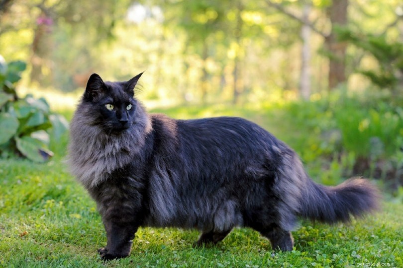 10 самых редких пород кошек (с иллюстрациями)