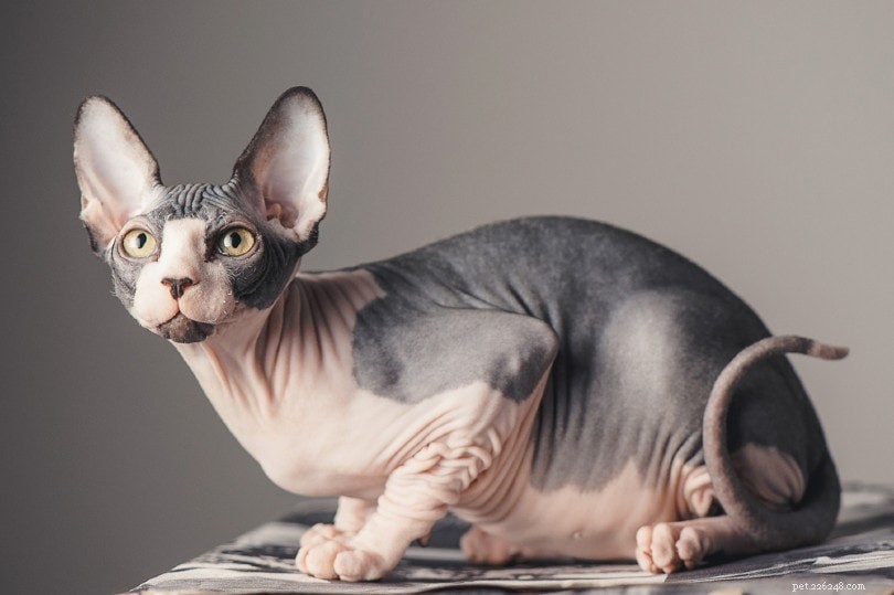 10 raças de gatos com caudas encaracoladas (com fotos)