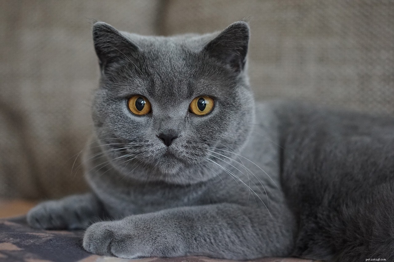 11가지 회색 고양이 품종(사진 포함)