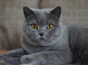 11 лучших пород серых кошек (с фотографиями)