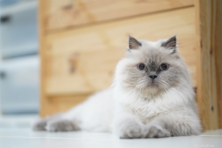 10 raças de gatos de cara chata (com fotos)