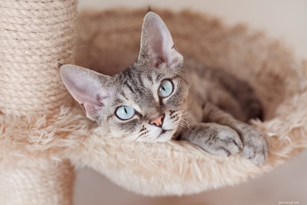 알레르기가 있는 사람들을 위한 15가지 최고의 고양이 품종(사진 포함)