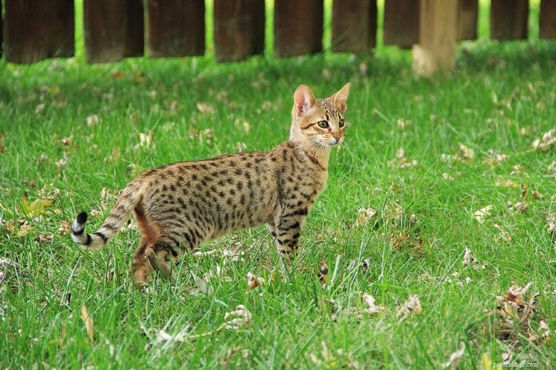 7 gatos que parecem leopardos (com fotos)