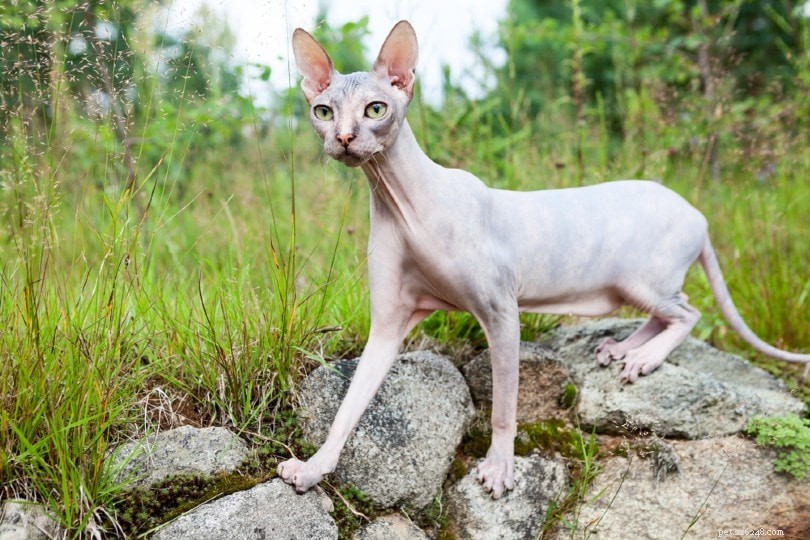 12 raças de gatos de aparência estranha (com fotos)