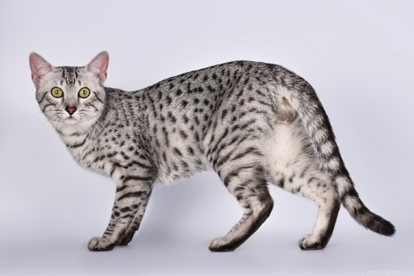 9つの斑点のある猫の品種（写真付き） 