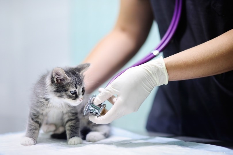Veterinärbesök för katter:Hur mycket kommer det att kosta? (2022 prisguide)