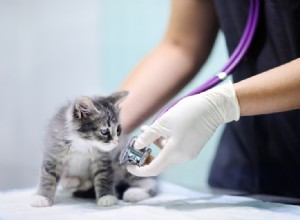 Návštěvy veterináře pro kočky:Kolik to bude stát? (Cenový průvodce 2022)