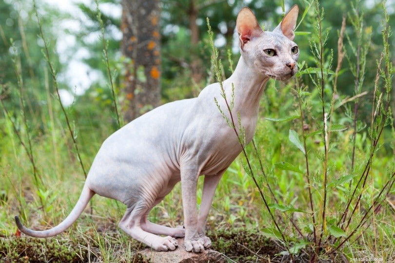 Top 20 nejdražších kočičích plemen na světě (s obrázky)