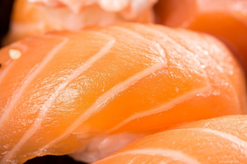 Les chats peuvent-ils manger du saumon ? Ce que vous devez savoir !