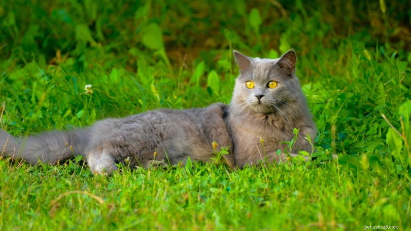 샤르트뢰 고양이 정보:특성, 사진 및 정보 
