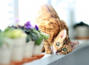 猫は本当に9つの命を持っていますか？この神話の背後にある真実 