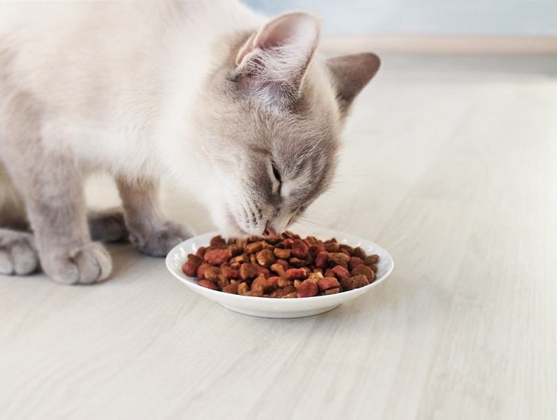5 преимуществ кормления вашей кошки по расписанию