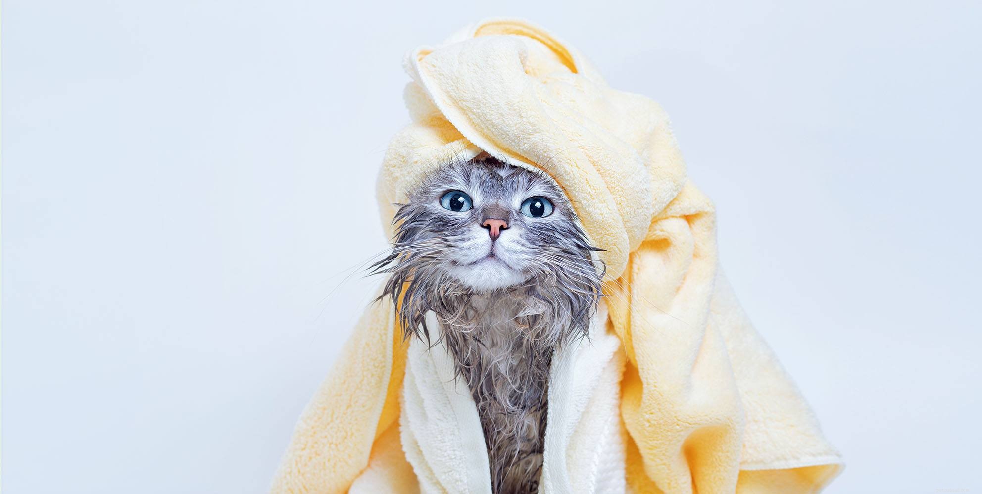 Como dar banho no seu gato – 10 passos simples