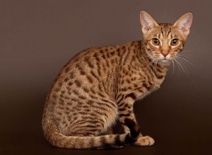 Ocicat