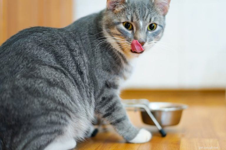 猫は食事に脂肪が必要ですか？ 