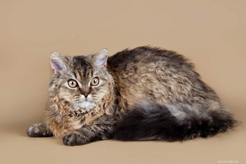 4가지 곱슬머리 고양이 품종(사진 포함)
