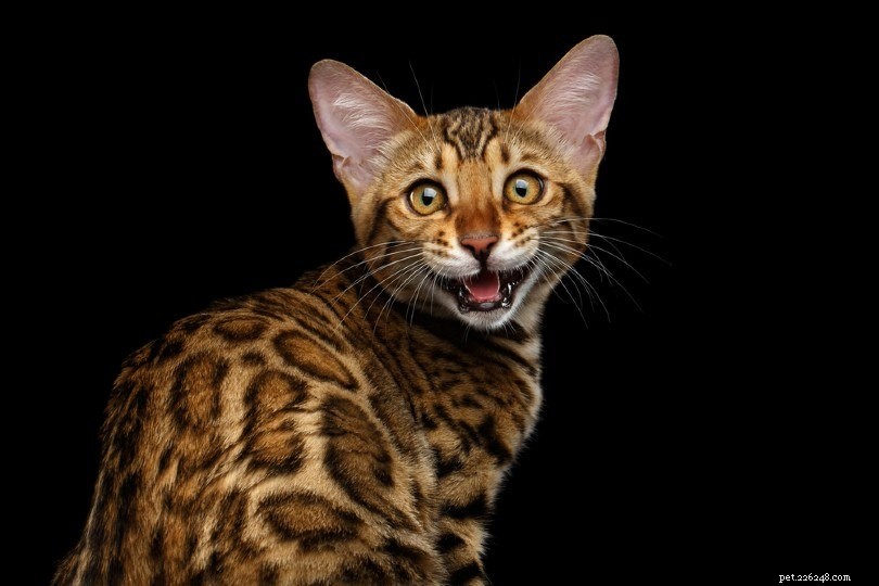 7 самых громких пород кошек (с фотографиями)