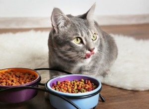 猫のボウルに使用するのに最適な材料は何ですか？ 