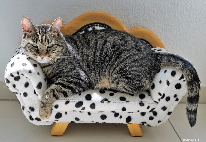 あなたが今日作ることができる16のDIY猫のベッド（写真付き） 
