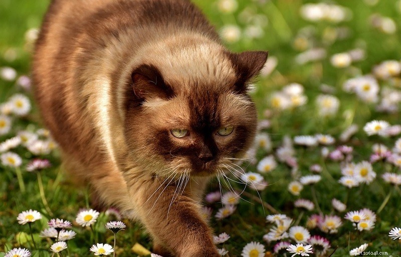 11 races de chats britanniques (avec photos)