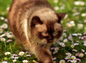 11 пород британских кошек (с иллюстрациями)