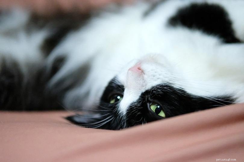 13の黒と白の猫の品種（写真付き） 