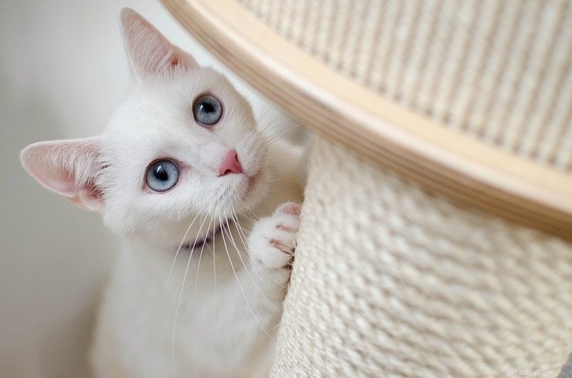 고양이 긁는 기둥에 사용하기에 가장 좋은 재료는 무엇입니까?