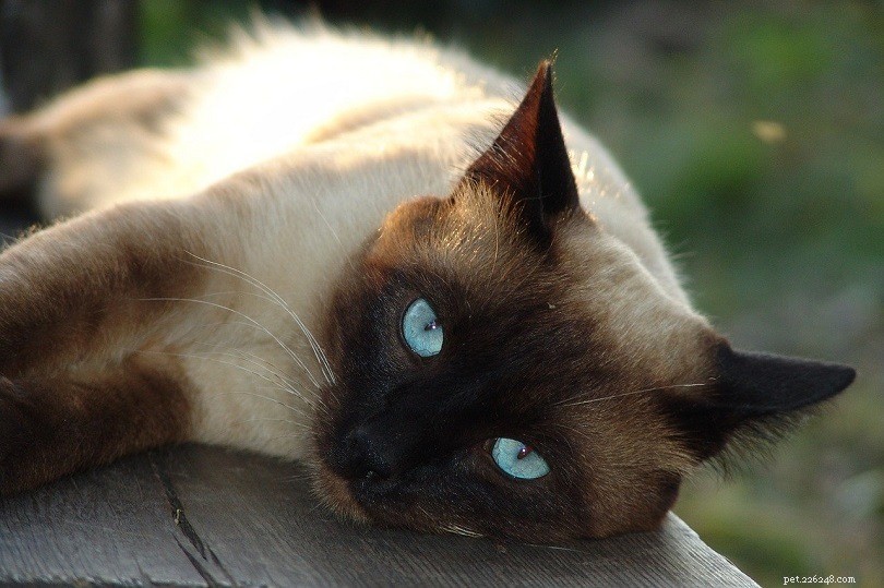 11 самых доступных пород кошек (с фотографиями)