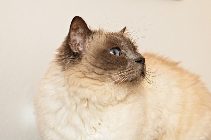 10 raças de gatos com olhos azuis (com fotos)