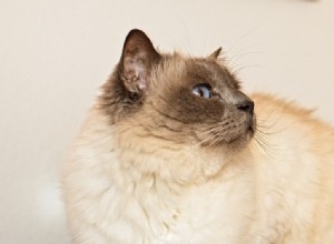 10 plemen koček s modrýma očima (s obrázky)
