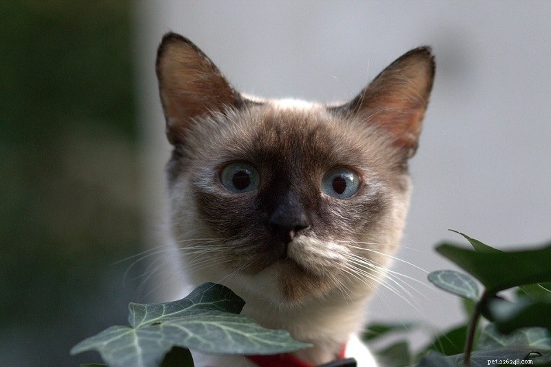15 races de chats aux yeux énormes (avec photos)