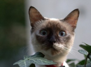 15 пород кошек с огромными глазами (с иллюстрациями)