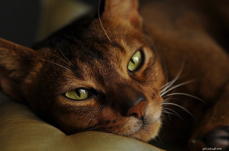 16 razze di gatti con la durata di vita più breve (con immagini)