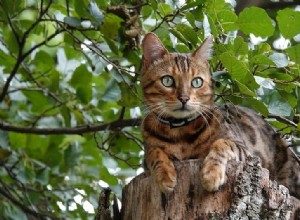 15 kočičích plemen, která zbavují nejméně srsti (s obrázky)