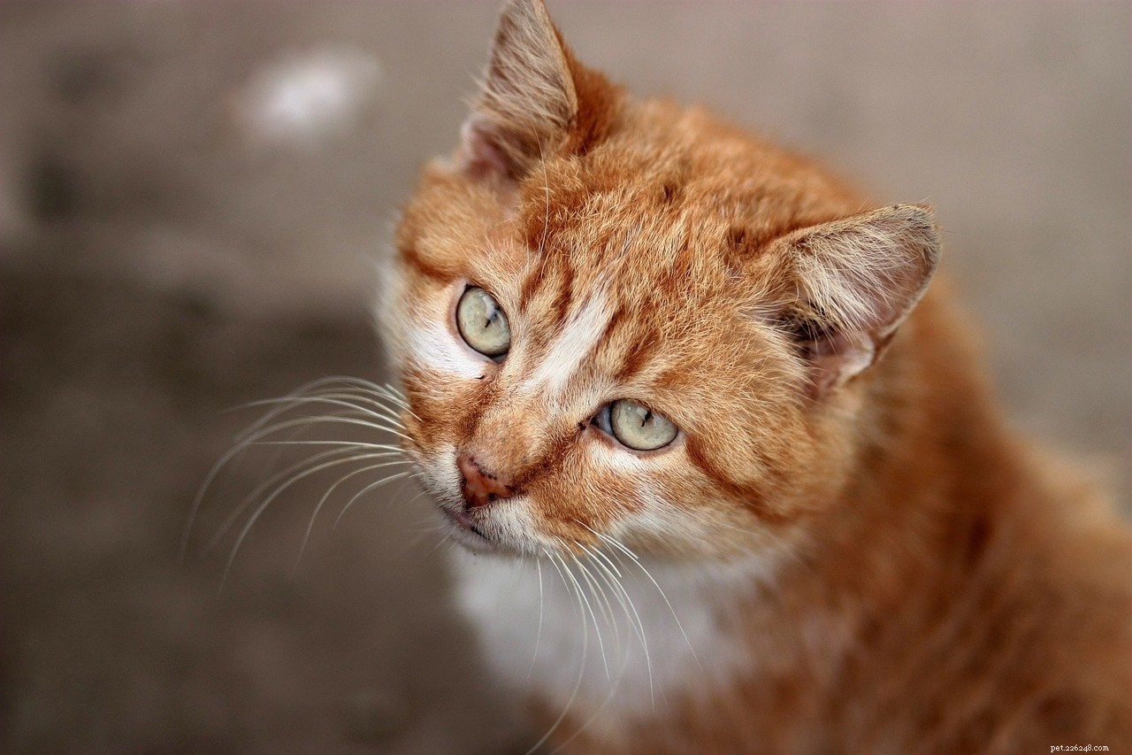 10 races de chat orange que vous devez connaître ! (avec photos)