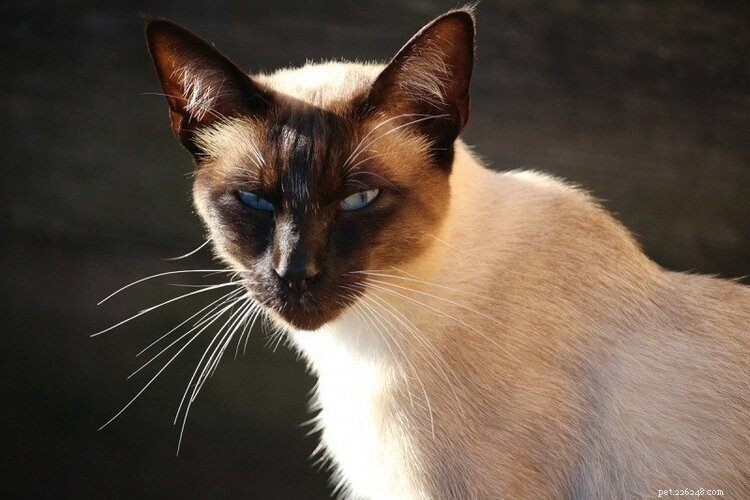 10 plemen koček, která vypadají jako siamské kočky (s obrázky)