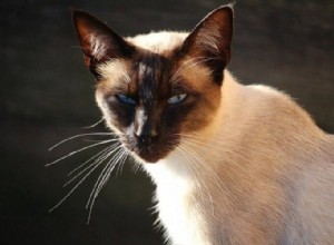 샴 고양이처럼 보이는 10가지 고양이 품종(사진 포함)