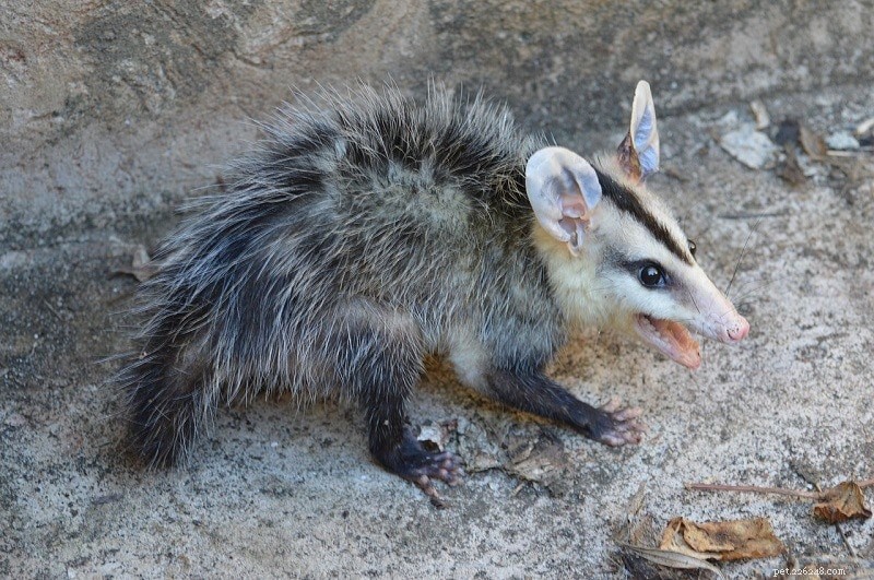 Gli opossum attaccano e mangiano i gatti? Cosa devi sapere!