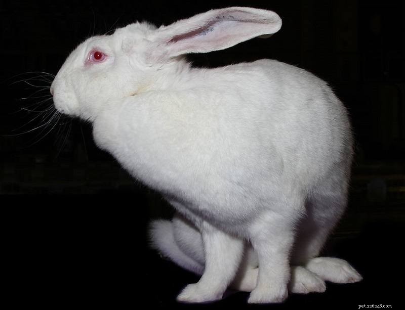 Blanc De Blouscat Rabbit