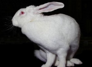 Blanc De Blouscat Rabbit