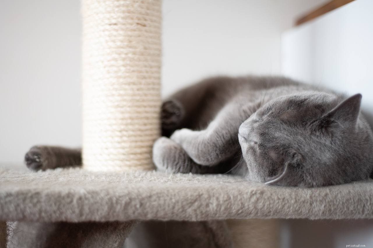 5 DIY Cat Scratching Posts du kan bygga idag