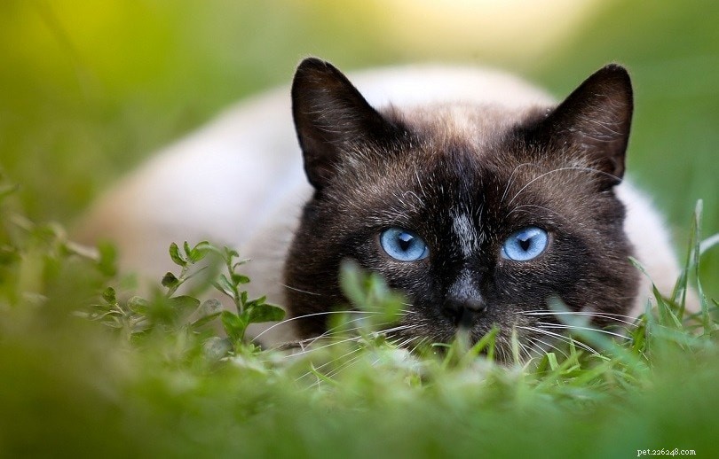 Os gatos siameses são hipoalergênicos?