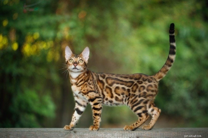 Qual ​​o tamanho dos gatos de Bengala? (Tamanho + gráfico de crescimento)
