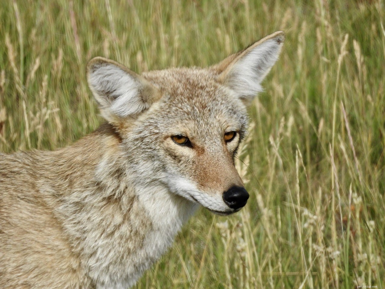 Doen Coyotes Katten Aanvallen En Opeten?
