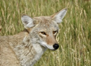 Нападают ли койоты на кошек и едят их?
