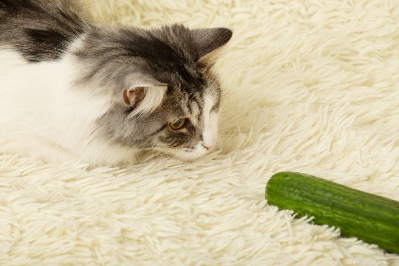 Pourquoi les chats ont-ils peur des concombres ? 2 raisons du comportement