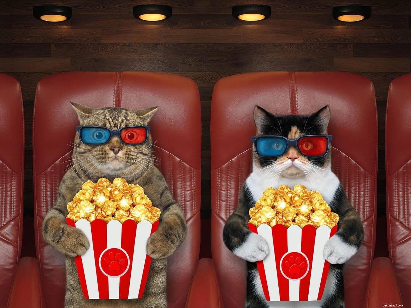 20 beste kattenfilms aller tijden (met trailers)