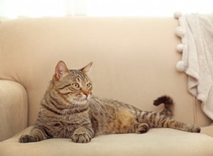소파에서 고양이 오줌 냄새를 없애는 방법(3가지 빠르고 쉬운 방법)