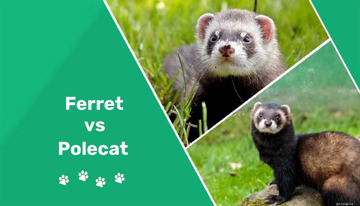 Polecat vs. Ferret:qual è la differenza? (Con immagini)